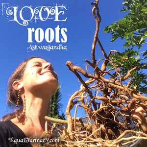 Love Roots - Ashwagandha. A long history as a healing herb