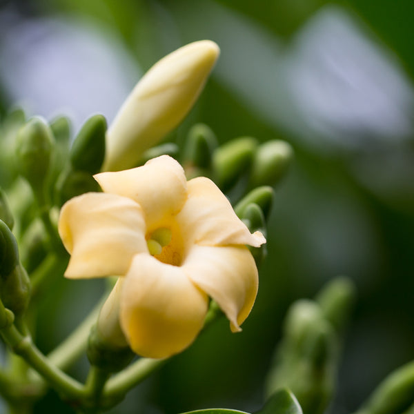 KENKIKUCHI P-66 花 Puakenikeni - Kauai Farmacy