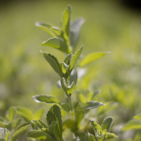 Stevia Plant uses and benefits Kauai Farmacy