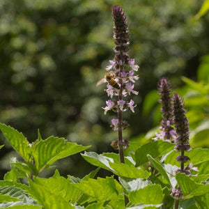 Tulsi Holy Basil  - This Plant Changed Our Lives