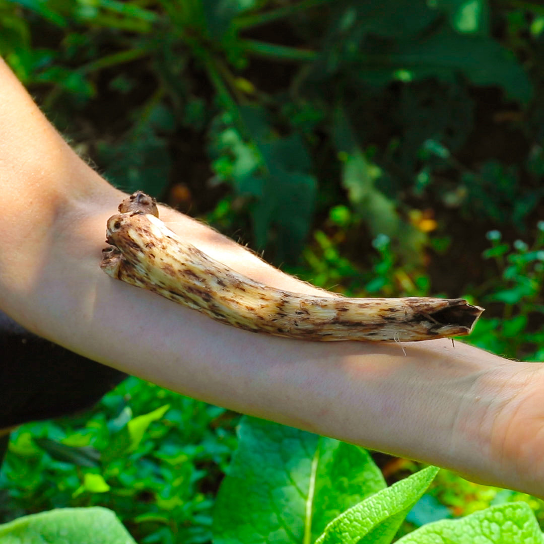 Using Comfrey Root to Heal Bones