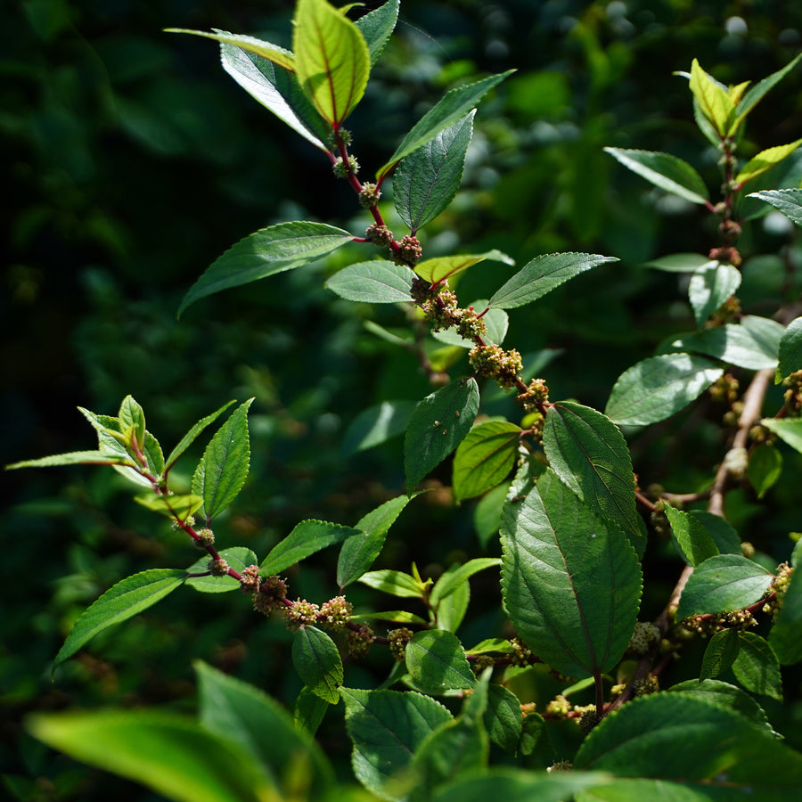 Mamaki Tincture