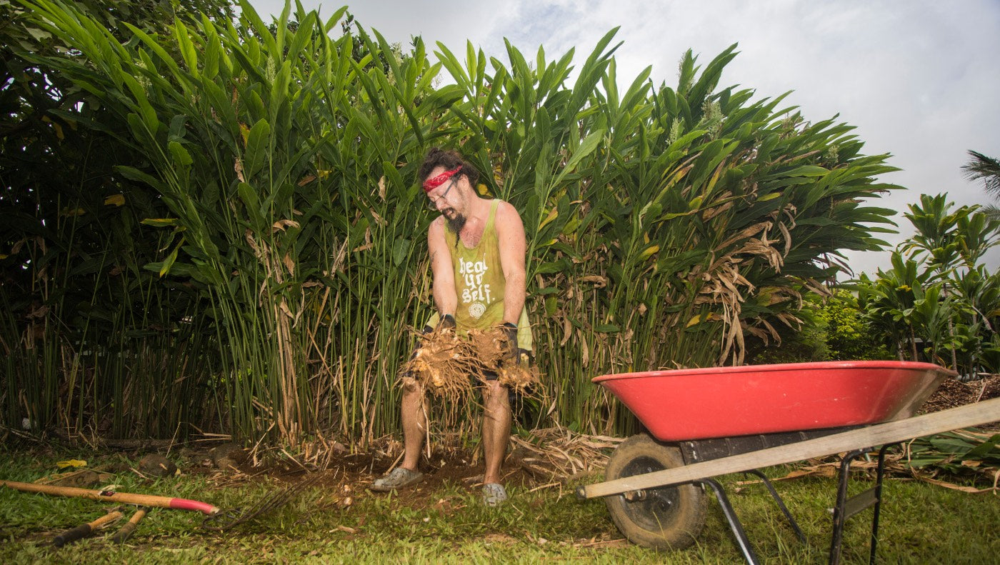 Digging up turmeric root with a wheelbarrow, Kauai Farmacy