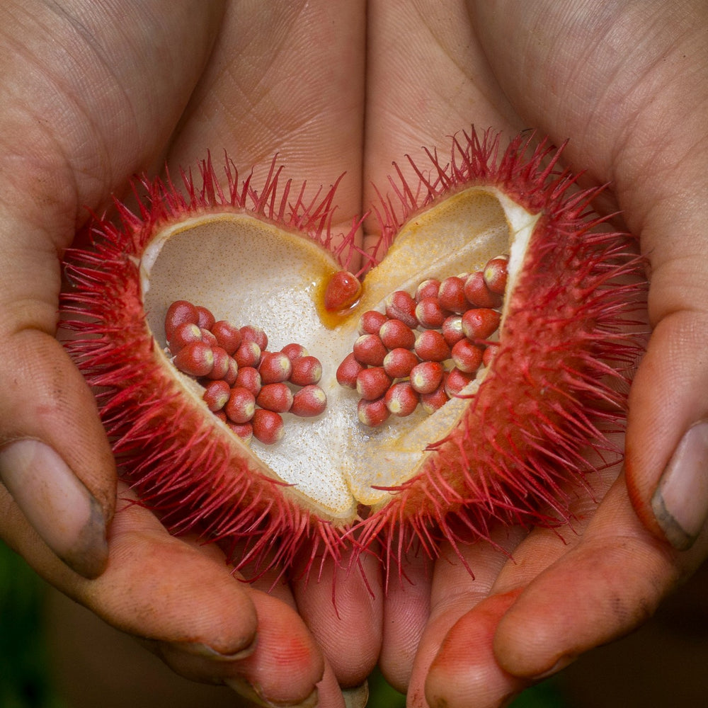 Hands cupping an open rambutan shaped like a heart
