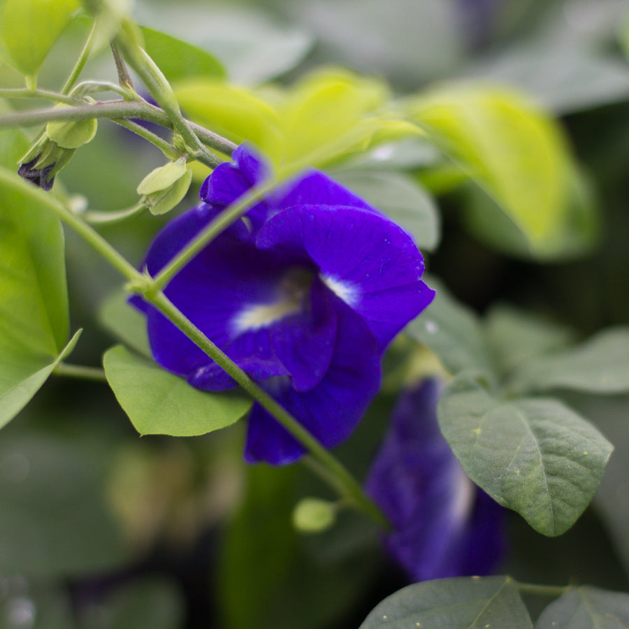 Butterfly Pea Tincture