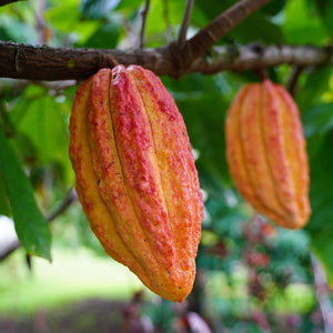 Cacao Ashwagandha Serum