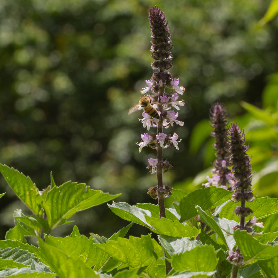 Tulsi Hydrosol