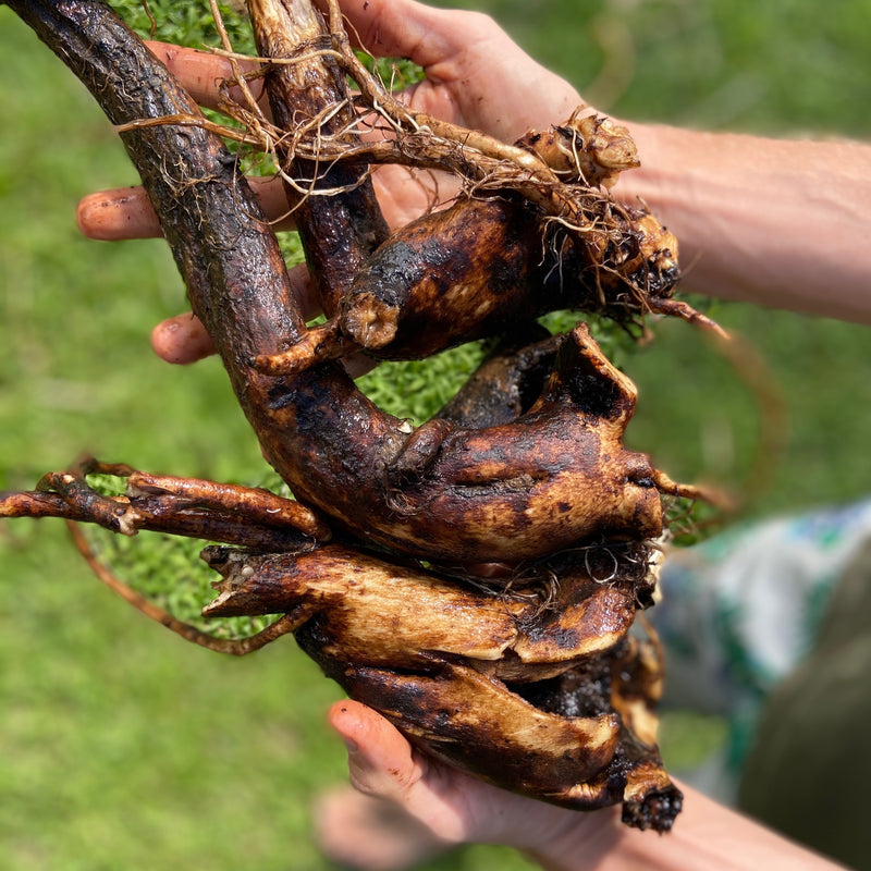 The Comfrey Collection