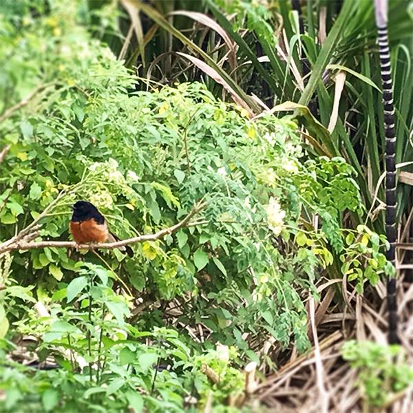 Guardian of our Herbs