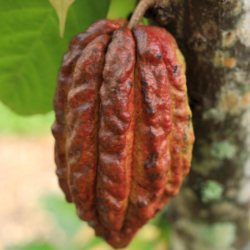 Herbs for Alkalinity, Athletic Performance & Restoration - NFL Garden Tour