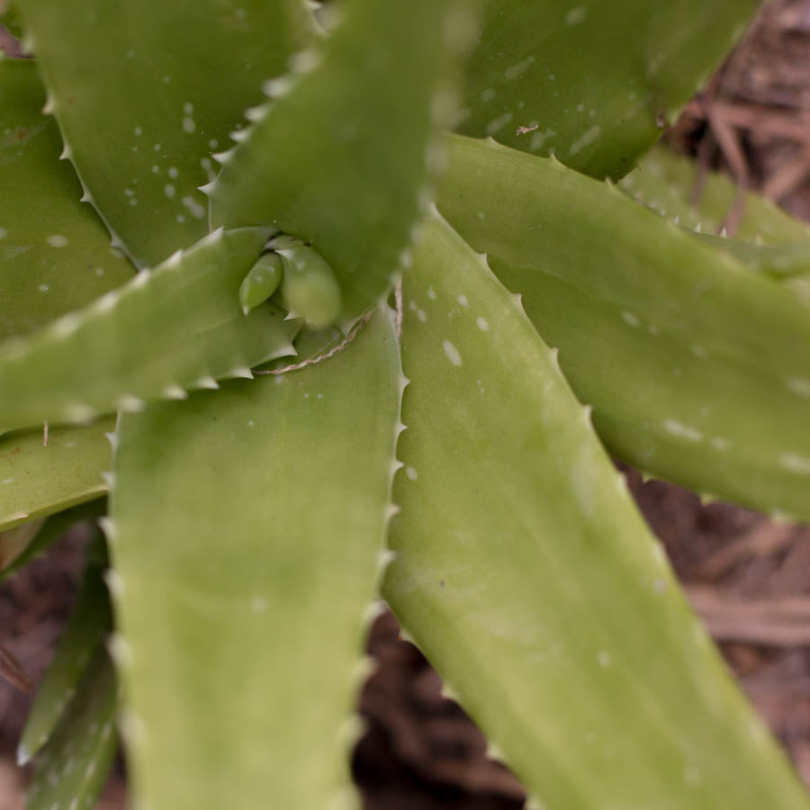 Aloe