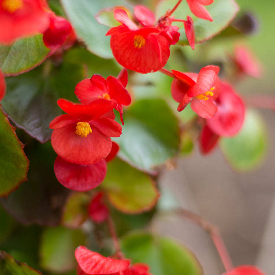 Begonia flowers kauai farmcy