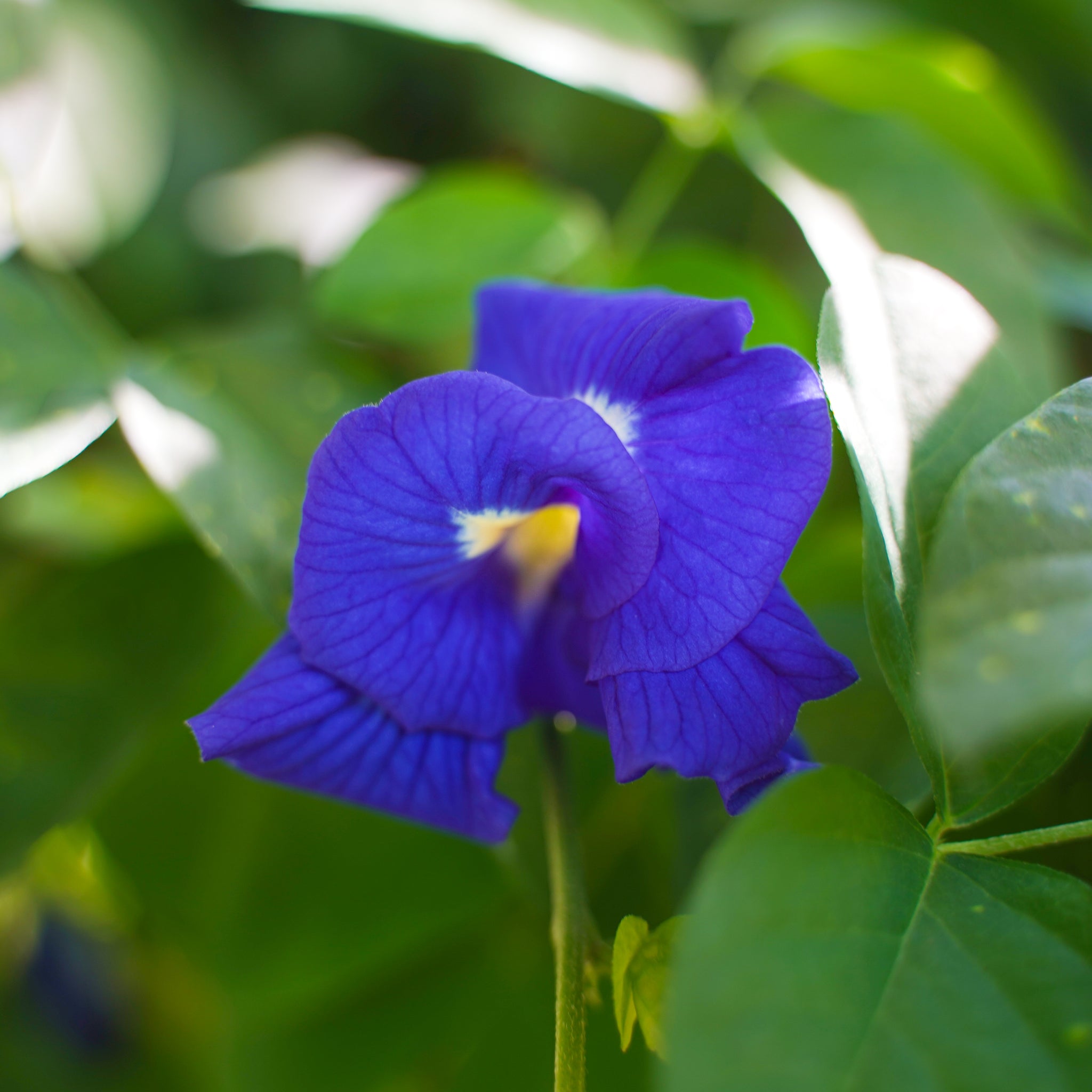 Butterfly Pea