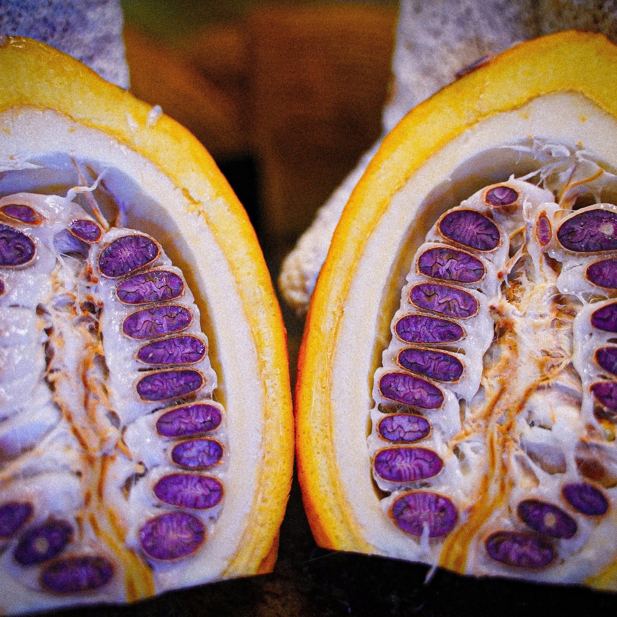 The Mineral Intelligence of Cacao