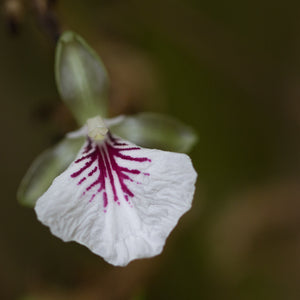 Cardamon flowers Kauai farmacy
