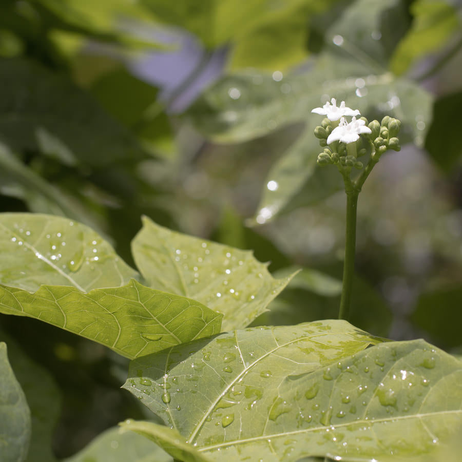 annual honesty plant Lunaria 'Rosemary Verey'