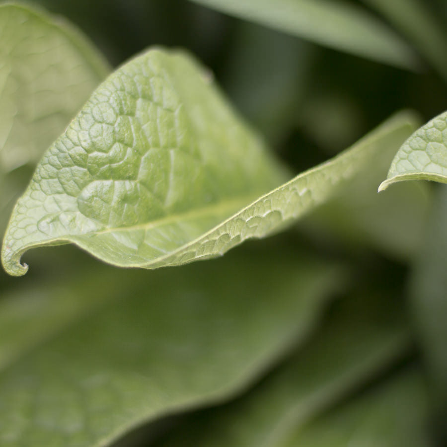 Comfrey