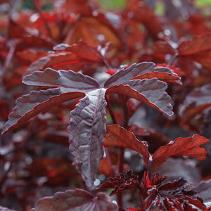 Cranberry Hibiscus