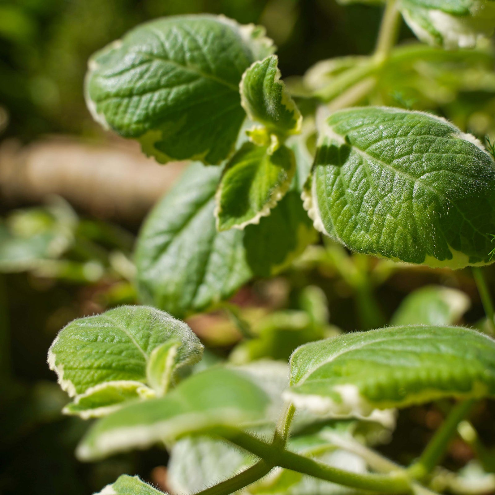 Cuban Oregano