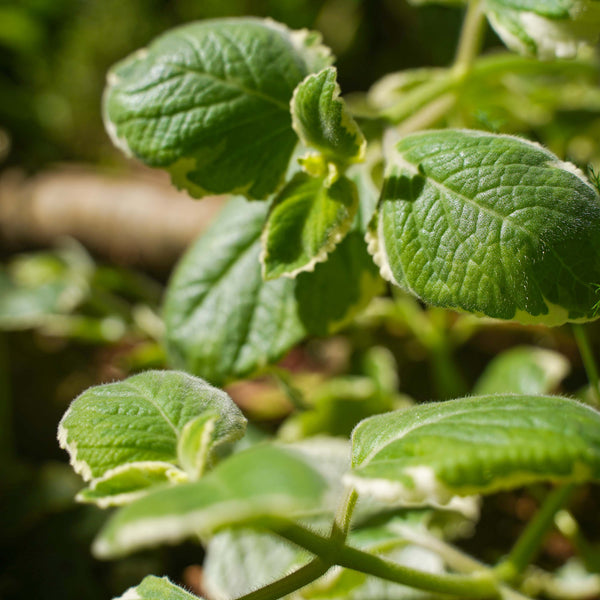 Greek Oregano Plant uses and benefits - Kauai Farmacy