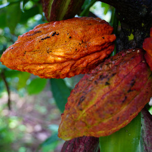 Cacao