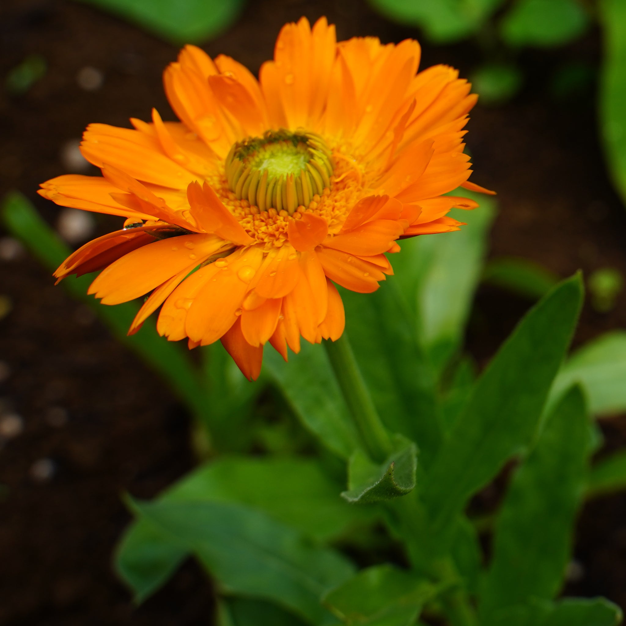 Calendula