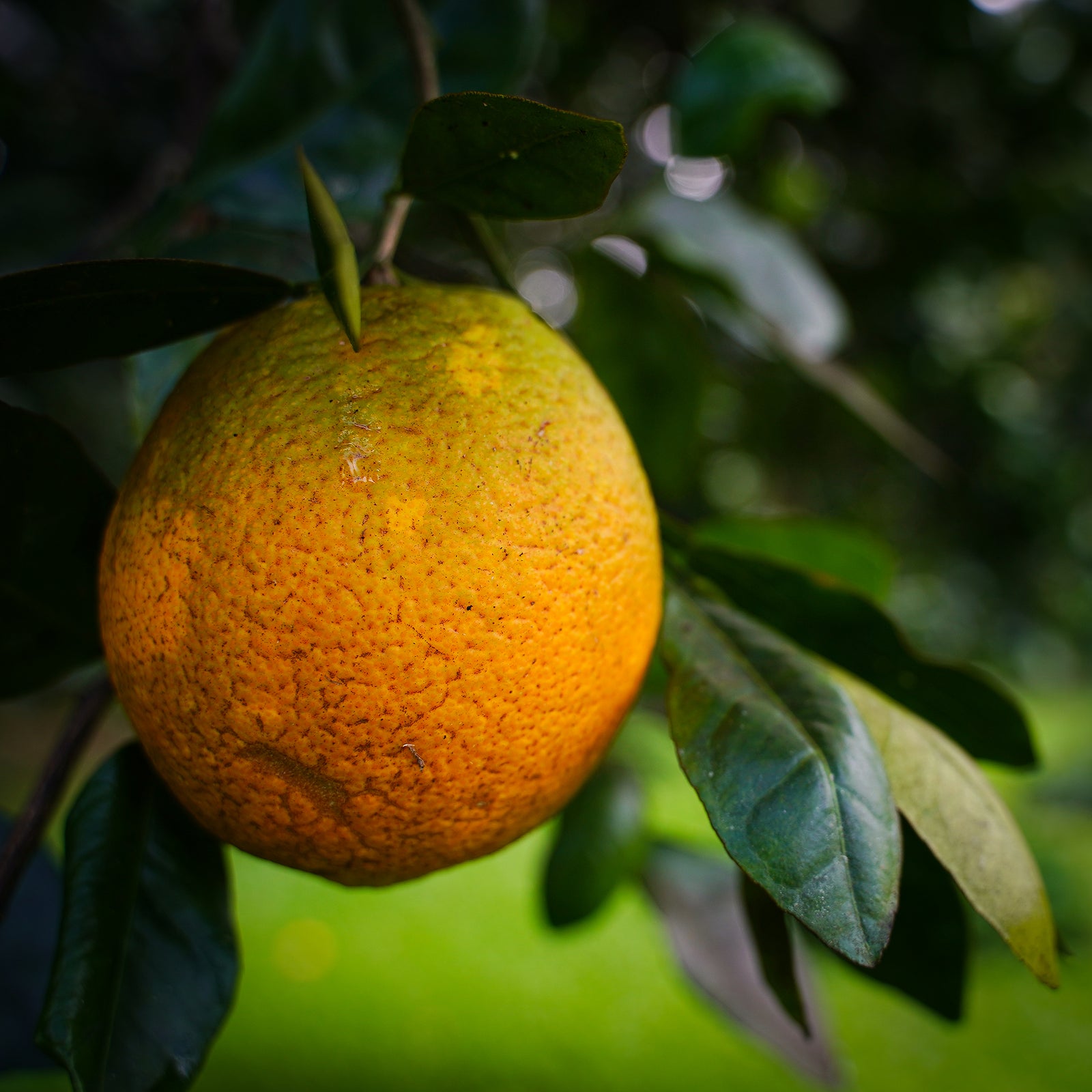 Oranges