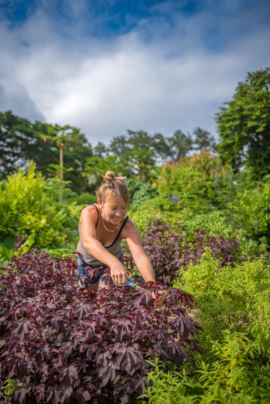 Gardener Sarah Randa trims a cranberry hibiscus plant in the Kauai Farmacy Gardens. Photo by Mallory Roe