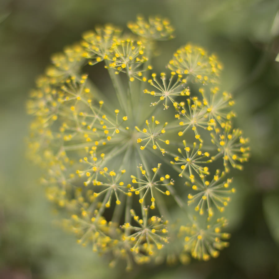 Dill