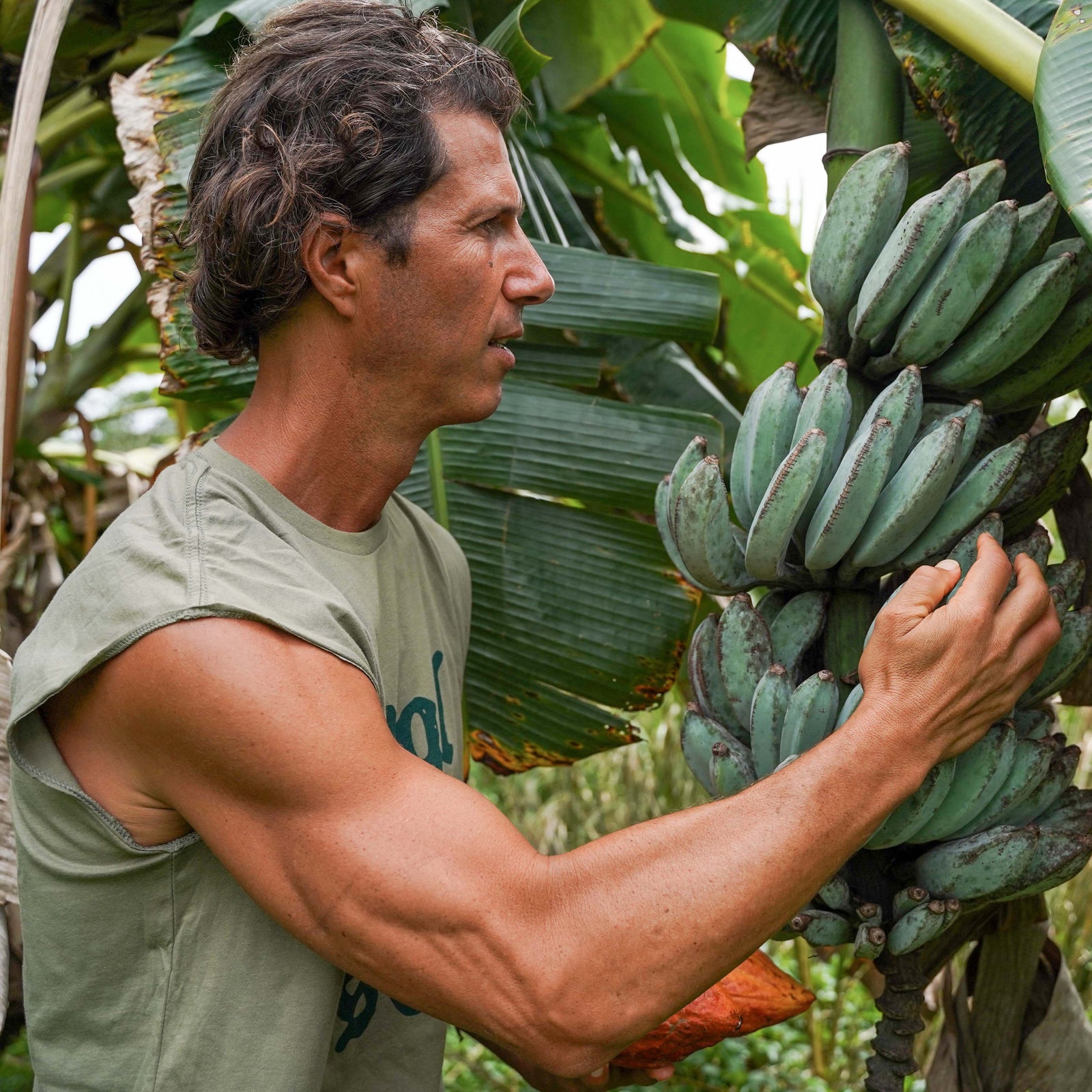 Superpowers of Plant Medicine