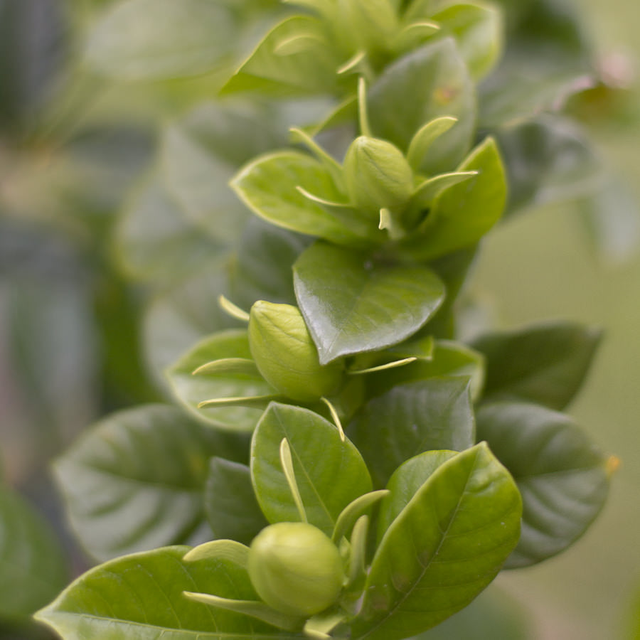 Gardenia