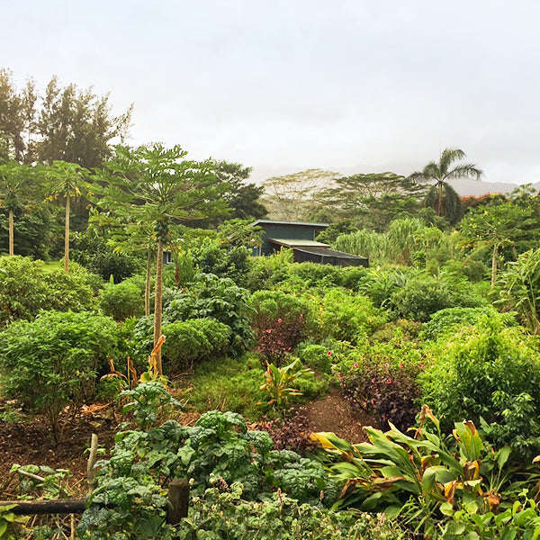 Nature's Medicine Cabinet