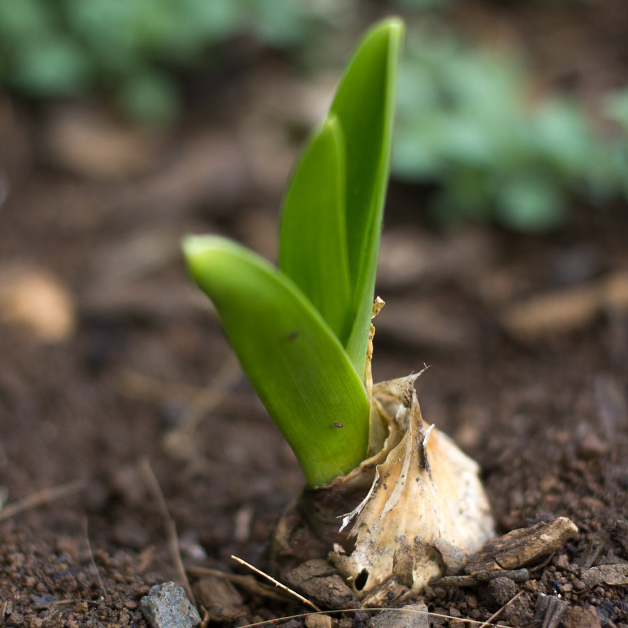Garlic Kauai Farmacy