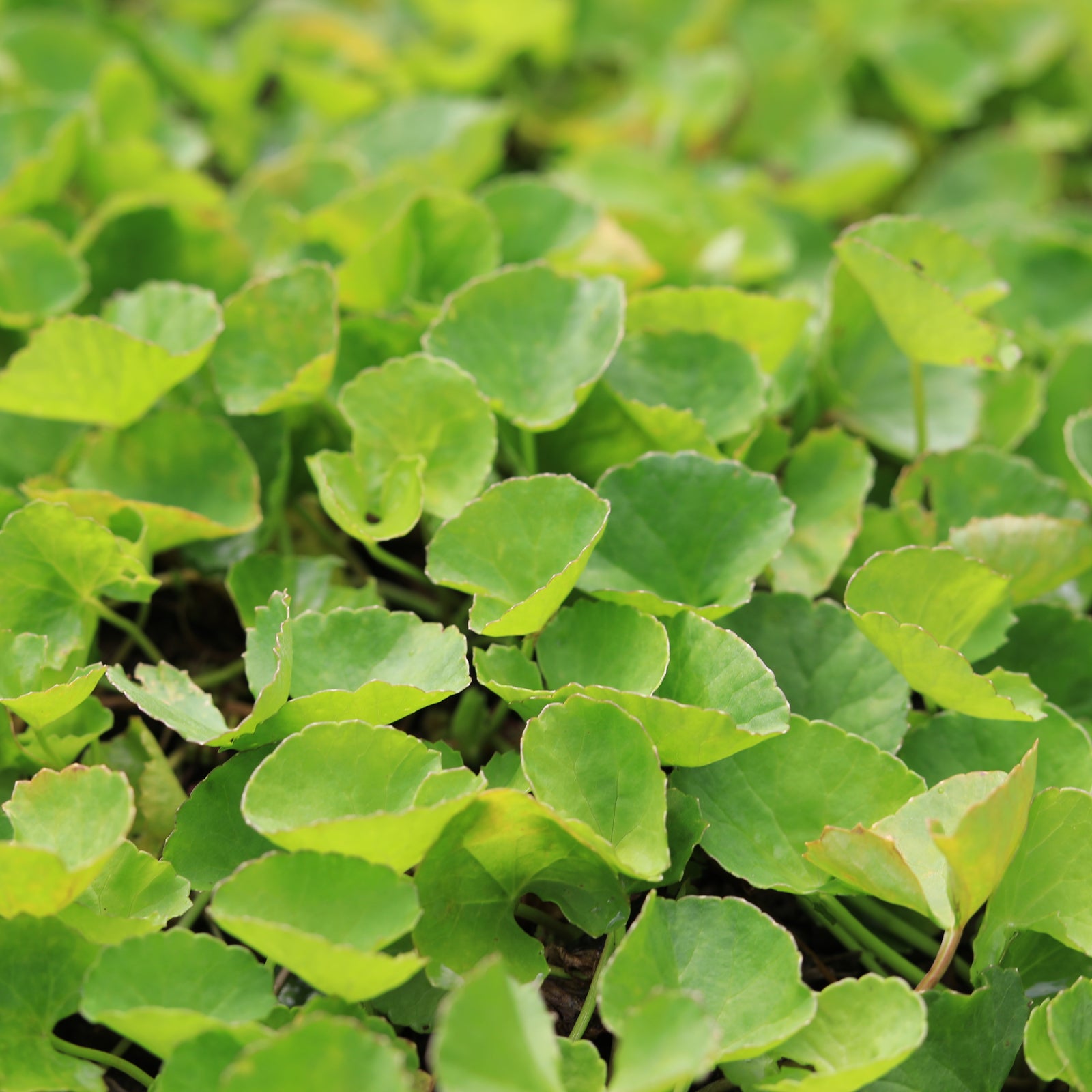Gotu Kola