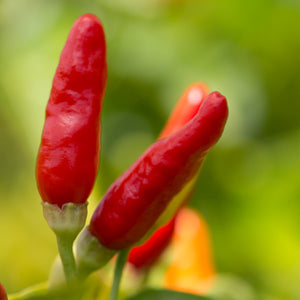 Hawaiian Chili Pepper