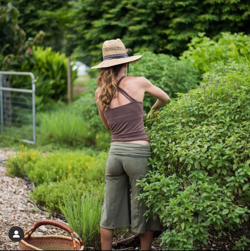 Aswagandha Root and Tulsi Harvest