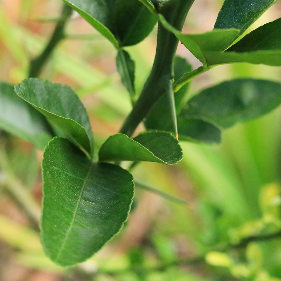 Kaffir Lime