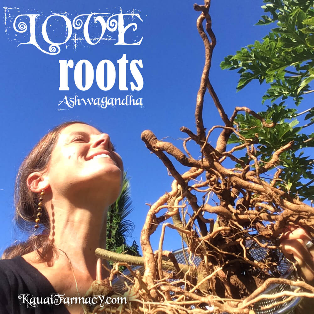 Love Roots - Ashwagandha. A long history as a healing herb