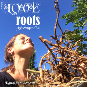 Love Roots - Ashwagandha. A long history as a healing herb