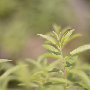 Lemon Verbena