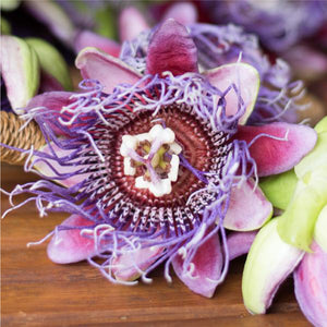 Passion Flower Revealed