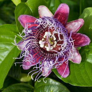 Lilikoi flower Kauai Farmacy