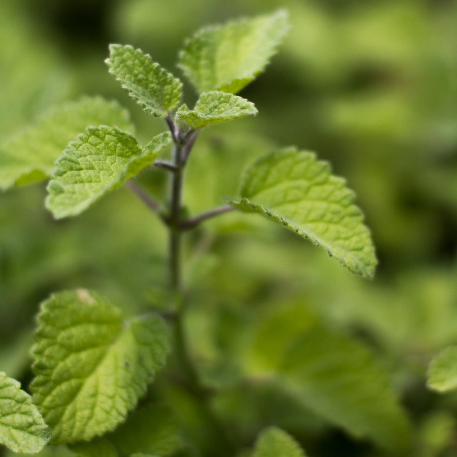 Kauai Farmacy Lime Balm Uses Benefit