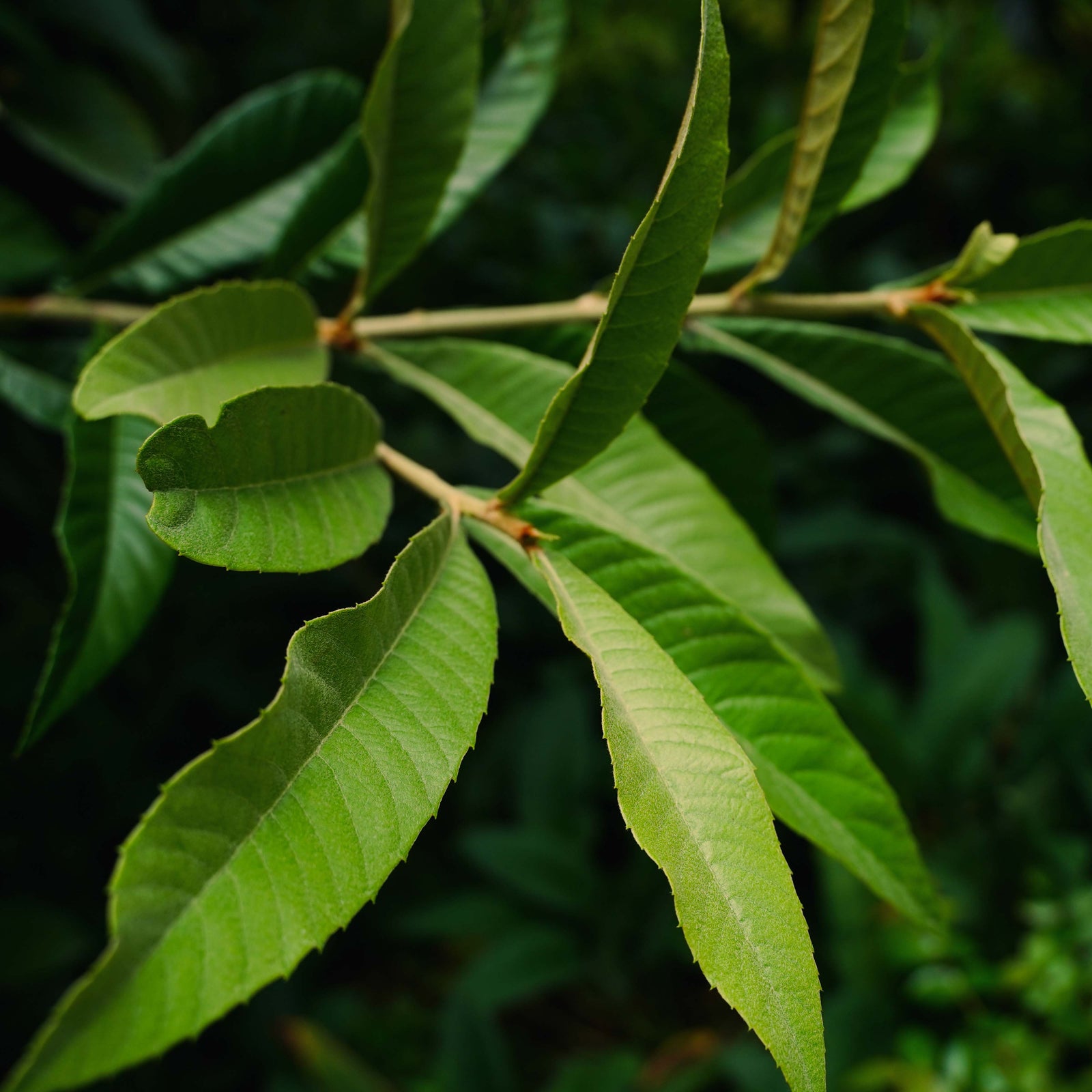 Loquat