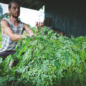 Moringa - Plant Muscle