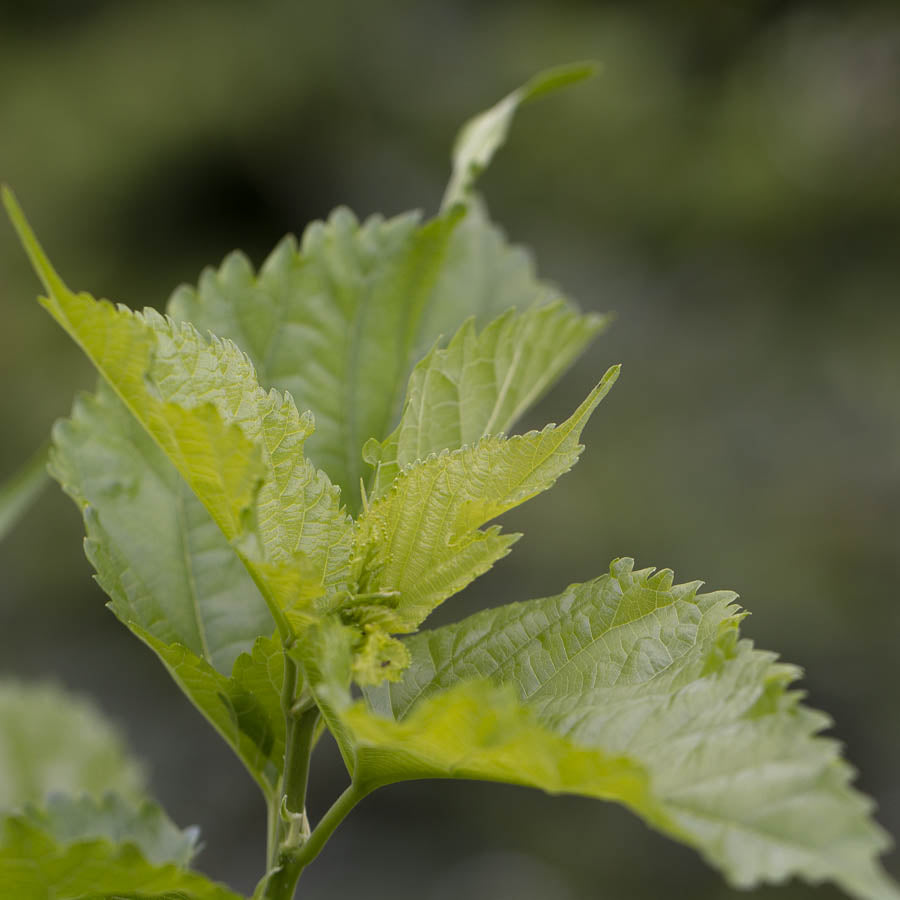 Mulberry