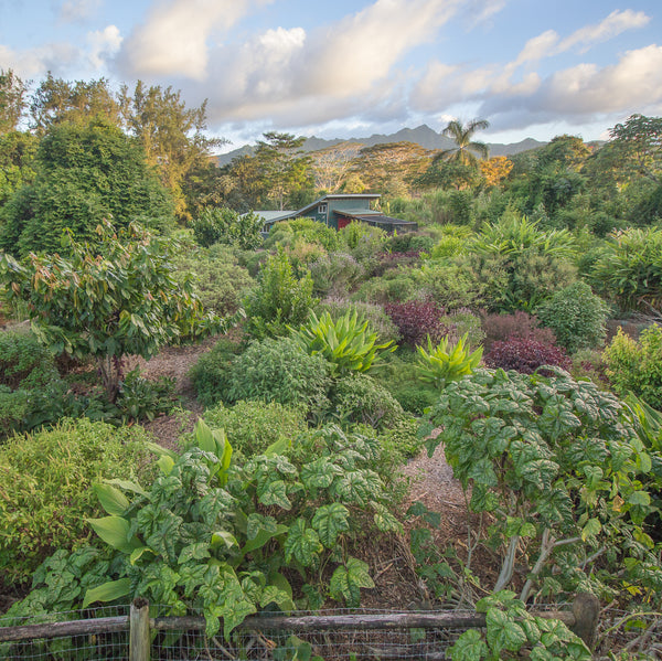 Which Tea Is Best for Losing Weight? Kauai Farmacy