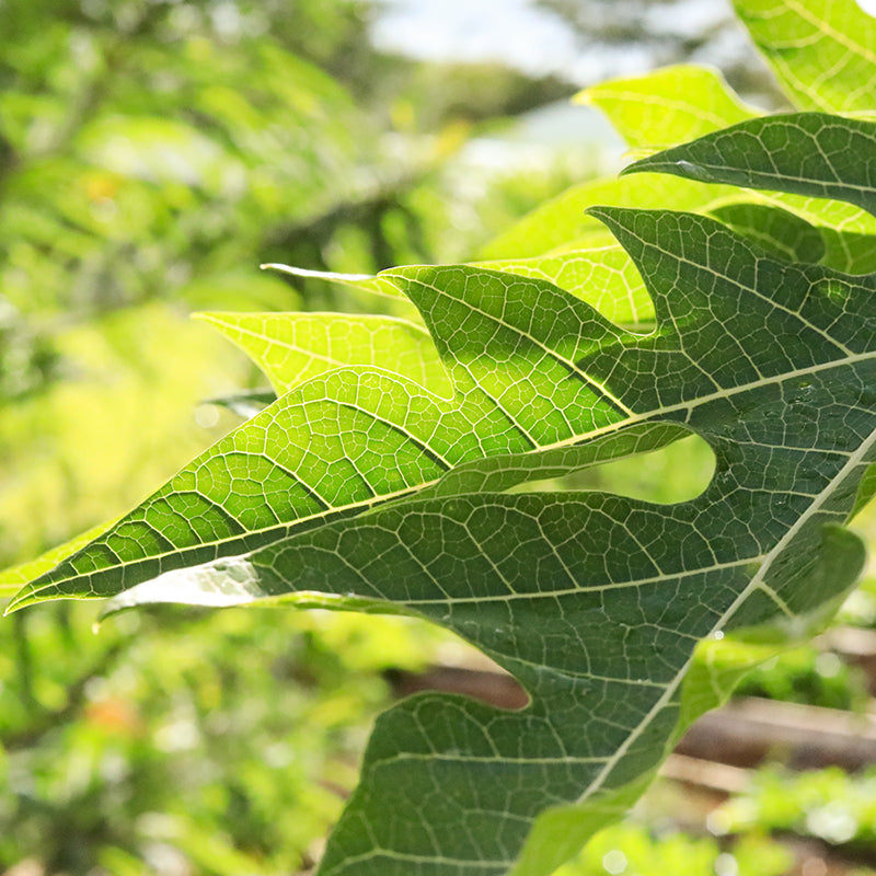 Papaya Leaf