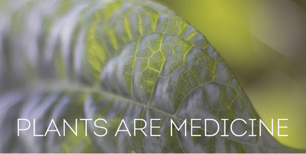 Use Herbs to Heal and Regenerate