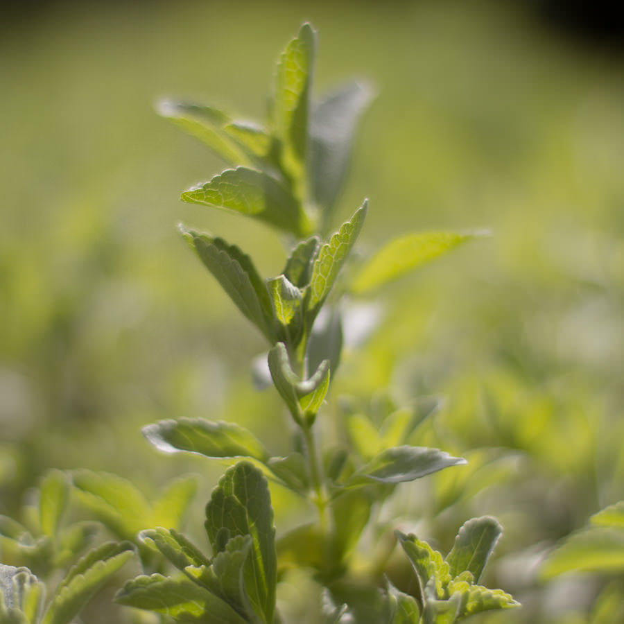 Stevia